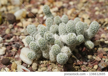 Thimble Cactus Mammillaria Grusonii Nature Botanical Garden Thimble Cactus Mammillaria Grusonii Nature Botanical Garden 136612695