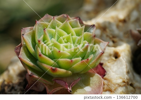 Close Up of a Beautiful Green and Pink Succulent Plant Close Up of a Beautiful Green and Pink Succulent Plant 136612700