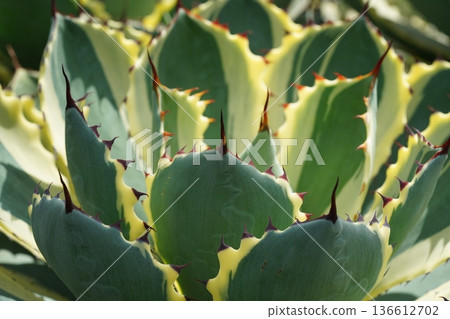 Variegated Agave Plant Close Up Macro Shot Variegated Agave Plant Close Up Macro Shot 136612702