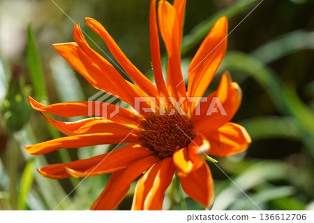 Vibrant Orange Gazania Flower Close Up in Natural Light 136612706