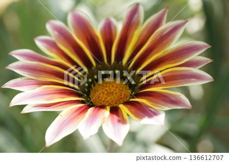 Gazania Flower Close Up Showing Vibrant Colors 136612707