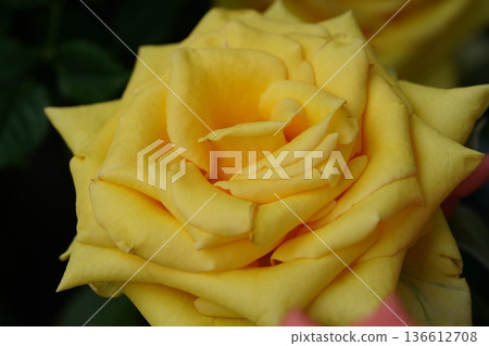 Beautiful Yellow Rose Flower in Full Bloom Close Up Beautiful Yellow Rose Flower in Full Bloom Close Up 136612708