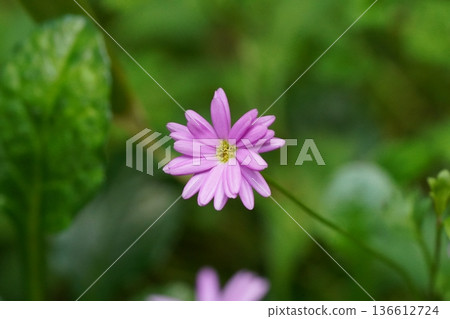 Delicate Pink Flower with a Yellow Center in Green Nature 136612724