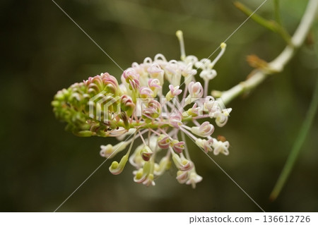 Grevillea Flower Close Up Nature Photography Grevillea Flower Close Up Nature Photography 136612726
