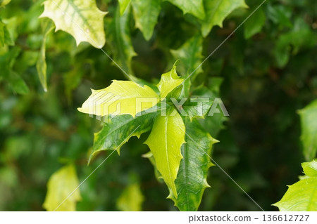 Lush Green Holly Leaves Close Up Botanical Beauty Lush Green Holly Leaves Close Up Botanical Beauty 136612727
