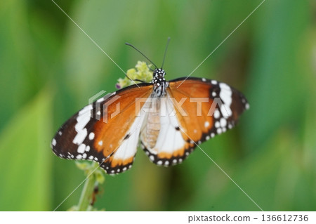 Monarch Butterfly on Green Plant with Wings Spread Open Monarch Butterfly on Green Plant with Wings Spread Open 136612736
