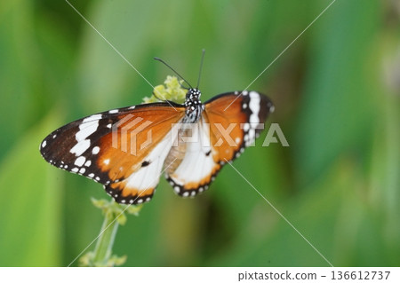 Monarch Butterfly on Green Leaf close up photography Monarch Butterfly on Green Leaf close up photography 136612737