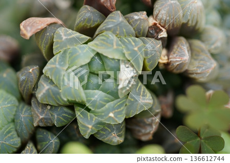 Haworthia cooperi Succulent Plant Close Up Macro Shot Haworthia cooperi Succulent Plant Close Up Macro Shot 136612744