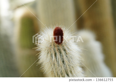 White Cactus with Red Top Fluffy Succulent Plant White Cactus with Red Top Fluffy Succulent Plant 136612755