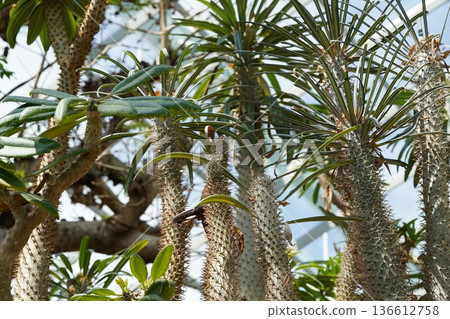 Madagascar Ocotillo Trees in a Botanical Garden 136612758