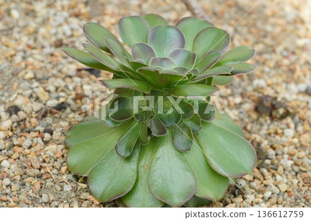 Beautiful Aeonium Succulent Plant in Natural Light Beautiful Aeonium Succulent Plant in Natural Light 136612759