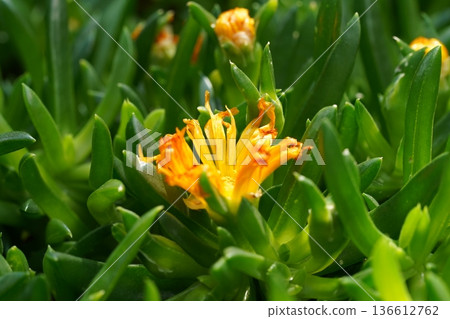 Vibrant Orange Flower Amidst Lush Green Succulent Leaves Vibrant Orange Flower Amidst Lush Green Succulent Leaves 136612762