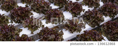 Banner fresh Red Oak Leaf Lettuce organic hydroponic vegetable plantation produce red salad hydroponic farm. Panorama red oak lettuce salad in Organic Farm. Salad farm vegetable with copy space Banner fresh Red Oak Leaf Lettuce organic hydroponic vegetable plantation produce red salad hydroponic farm. Panorama red oak lettuce salad in Organic Farm. Salad farm vegetable with copy space 136612868
