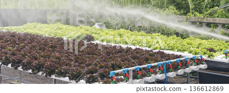Banner fresh Red Oak Leaf Lettuce organic hydroponic vegetable plantation produce red salad hydroponic farm. Panorama red oak lettuce salad in Organic Farm. Salad farm vegetable with copy space Banner fresh Red Oak Leaf Lettuce organic hydroponic vegetable plantation produce red salad hydroponic farm. Panorama red oak lettuce salad in Organic Farm. Salad farm vegetable with copy space 136612869