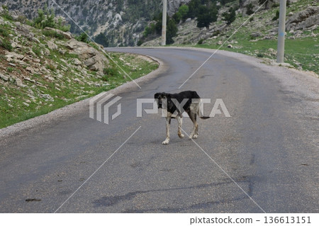 Dog rocky landscape. High quality photo 136613151