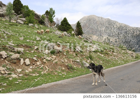 Dog rocky landscape. High quality photo Dog rocky landscape. High quality photo 136613156