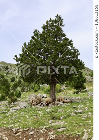 Shepherd leading sheep. Sheep mountain road High quality FullHD footage Shepherd leading sheep. Sheep mountain road High quality FullHD footage 136613159