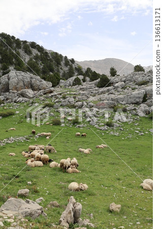 Shepherd leading sheep. Sheep mountain road High quality FullHD footage Shepherd leading sheep. Sheep mountain road High quality FullHD footage 136613171