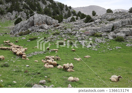 Shepherd leading sheep. Sheep mountain road High quality FullHD footage Shepherd leading sheep. Sheep mountain road High quality FullHD footage 136613174
