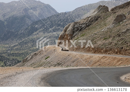 Shepherd leading sheep. Sheep mountain road High quality FullHD footage Shepherd leading sheep. Sheep mountain road High quality FullHD footage 136613178