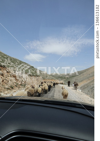 Shepherd leading sheep. Sheep mountain road High quality FullHD footage Shepherd leading sheep. Sheep mountain road High quality FullHD footage 136613182