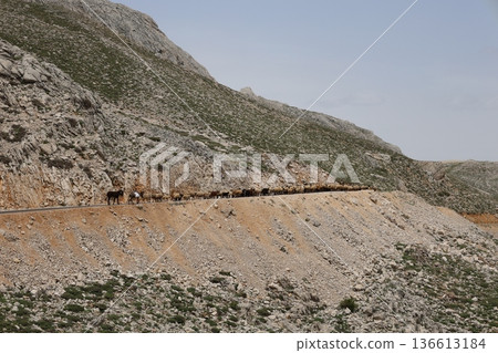 Shepherd leading sheep. Sheep mountain road High quality FullHD footage 136613184