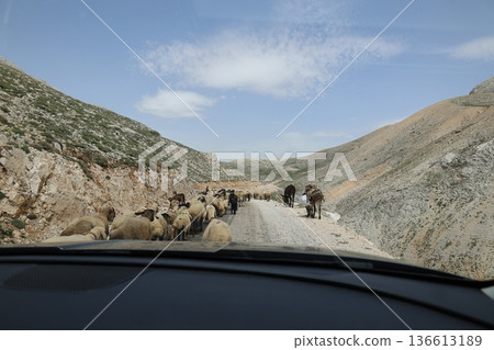 Shepherd leading sheep. Sheep mountain road High quality FullHD footage 136613189