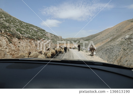 Shepherd leading sheep. Sheep mountain road High quality FullHD footage Shepherd leading sheep. Sheep mountain road High quality FullHD footage 136613190