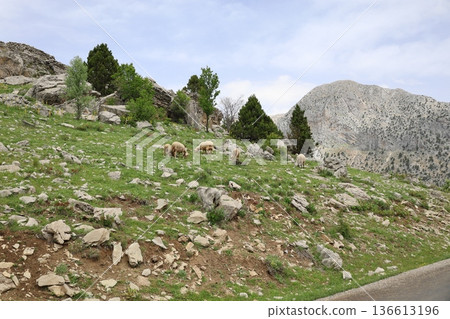 Shepherd leading sheep. Sheep mountain road High quality FullHD footage Shepherd leading sheep. Sheep mountain road High quality FullHD footage 136613196