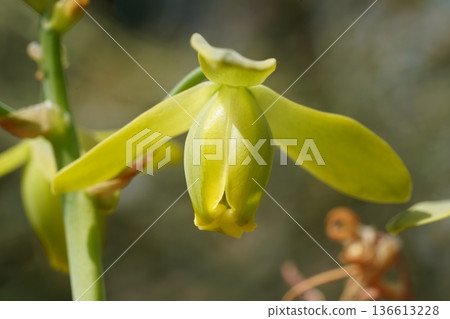 Beautiful Yellow Cypripedium Orchid Flower Close Up Shot Beautiful Yellow Cypripedium Orchid Flower Close Up Shot 136613228