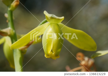 Closeup of a Yellow Lady Slipper Orchid in Bloom Closeup of a Yellow Lady Slipper Orchid in Bloom 136613229