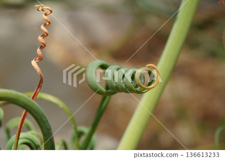 Curly Plant Stem Nature Macro Photography Close Up Curly Plant Stem Nature Macro Photography Close Up 136613233