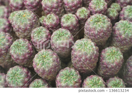 Unique Succulent Plant with Textured Green and Purple Skin Unique Succulent Plant with Textured Green and Purple Skin 136613234