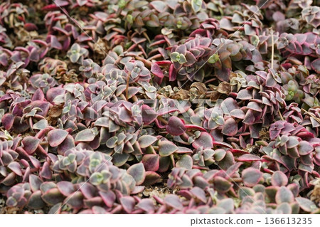 Ground Cover Succulent Plants Background Texture Close Up 136613235