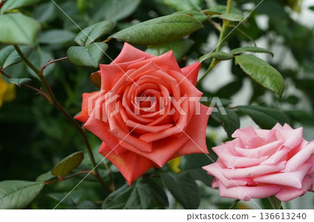 Beautiful Roses in Full Bloom Delicate Petals and Green Leaves Beautiful Roses in Full Bloom Delicate Petals and Green Leaves 136613240