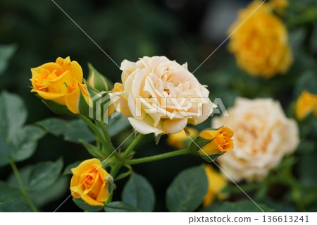 Beautiful Yellow and Cream Rose Blossoms in Bloom Beautiful Yellow and Cream Rose Blossoms in Bloom 136613241