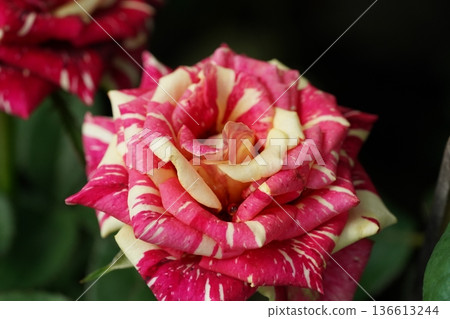 Striking Variegated Rose Bloom Close Up Beauty Striking Variegated Rose Bloom Close Up Beauty 136613244