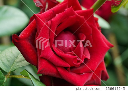 Beautiful Dark Red Rose Blossom Close Up Detail Beautiful Dark Red Rose Blossom Close Up Detail 136613245