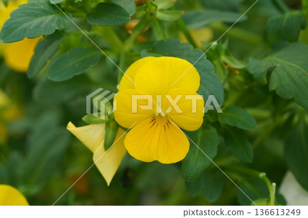 Bright Yellow Viola Flower Close Up Portrait Bright Yellow Viola Flower Close Up Portrait 136613249