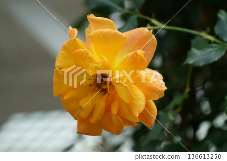 Beautiful Yellow Rose Flower Close Up Photography 136613250