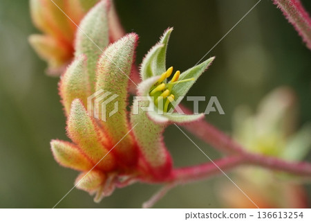 Stunning CloseUp of a Kangaroo Paw Flower Stunning CloseUp of a Kangaroo Paw Flower 136613254