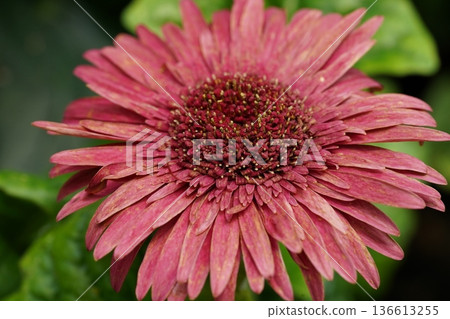 Beautiful Pink Gerbera Daisy Close Up Photography 136613255