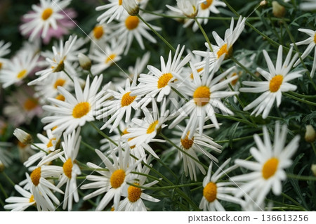 Field of Daisies White and Yellow Flowers in Bloom Field of Daisies White and Yellow Flowers in Bloom 136613256