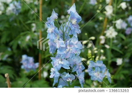 Delicate Blue Delphinium Flowers in a Garden Setting Delicate Blue Delphinium Flowers in a Garden Setting 136613263