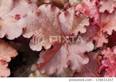 Coral Bells Plant Leaves Attractive Foliage Garden Plant 136613267