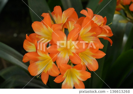 Beautiful Orange Clivia Flowers in Full Bloom Beautiful Orange Clivia Flowers in Full Bloom 136613268