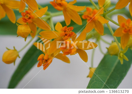 Bright Orange Butterfly Weed Flowers Bloom Bright Orange Butterfly Weed Flowers Bloom 136613270