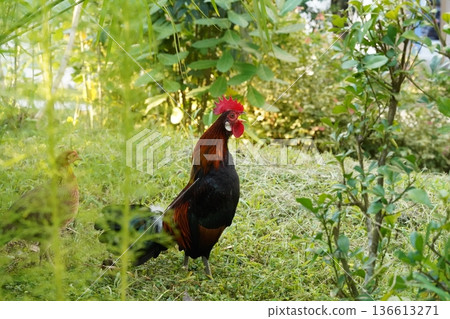 Roosters in Greenery A Farm Life Scene 136613271