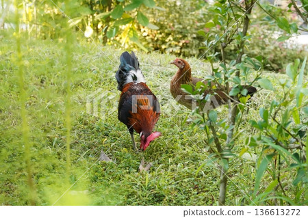 Rooster and Hen Foraging in Green Grassy Yard 136613272