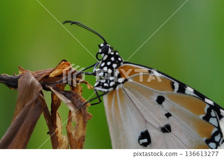 Beautiful Butterfly on Dry Leaves Close Up Macro Shot Beautiful Butterfly on Dry Leaves Close Up Macro Shot 136613277